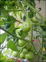 c072.webp