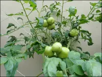 c073.webp