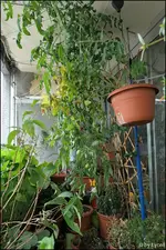 c074.webp
