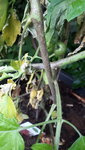 IMG-20210804-WA0012.jpeg