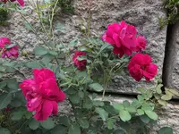 6646EFD0-E3BD-41B0-93DA-52BA9A4A0F0B.webp