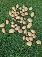 Kartoffeln.webp