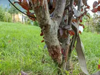 blutpflaume02.webp