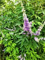 IMG_20210804_110446.jpg