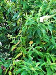 IMG_20210804_110456_1.jpg