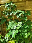 IMG_20210729_130434_1.jpg