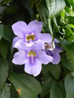 P1040860Thunbergie.webp