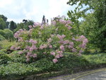 P1040865Kräuselmyrthe.JPG
