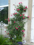 P1040873Rosarium Uettersen.JPG