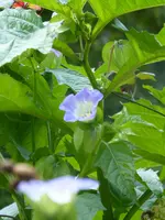 P1040946Giftbeere.webp