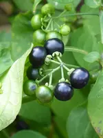 P1040948Garten-Huckleberry.webp