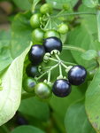 P1040948Garten-Huckleberry.JPG