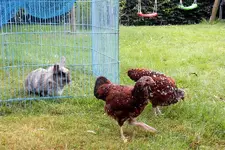 DSCN3495.webp