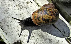 Schneckenpost vv.webp