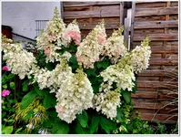 Garten im August 1.webp