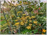 Garten im August 12.webp