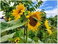 Garten im August 15.webp