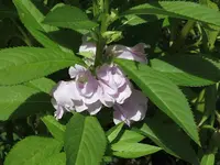 2021Balsamine2.webp