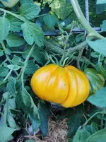 IMG_20210807_172523.webp