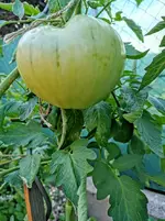 IMG_20210807_172645.webp