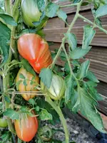 IMG_20210807_172536.webp