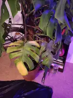 IMG_20210807_201551.webp