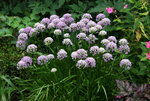 Allium   1121.JPG