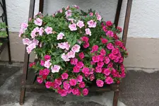 Einjährige     3221.webp