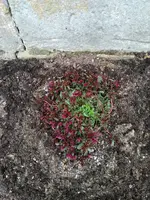 IMG_20210807_175132.webp