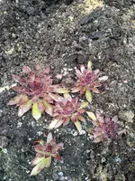 IMG_20210807_175309.webp