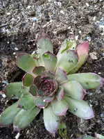 IMG_20210723_102147.webp