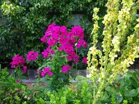 DSC01987.webp