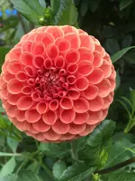 CA64312C-DD48-4692-A1ED-21948F70D8A0.webp