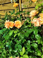 IMG_20210616_093351_1.webp