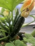 IMG_0495.jpeg