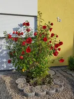 20190812_080321.webp