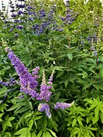IMG_20210810_190335_2.jpg