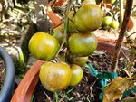 Tomate Tigarella.jpg