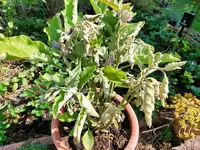 Aubergine.webp