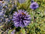 Kugeldistel 1.jpg
