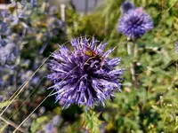 Kugeldistel 1.webp