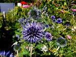 Kugeldistel und Mannstreu.jpg