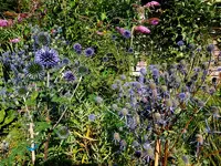 Mannstreu und Kugeldistel.webp