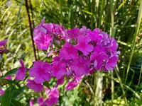 Phlox.webp