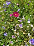 IMG_20210725_141405_1.jpg