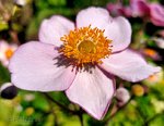 Herbstanemone Robustissima b.jpg