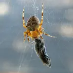 spinnenmahlzeit.webp