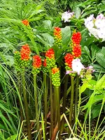 IMG_20210808_123320.jpg
