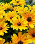 blume1.jpg