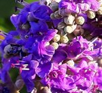 blume2.jpg